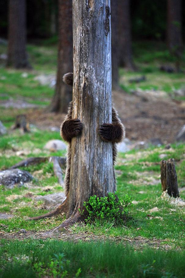 funny bears doing human things 16 - Funny Animal Acting Like Humans