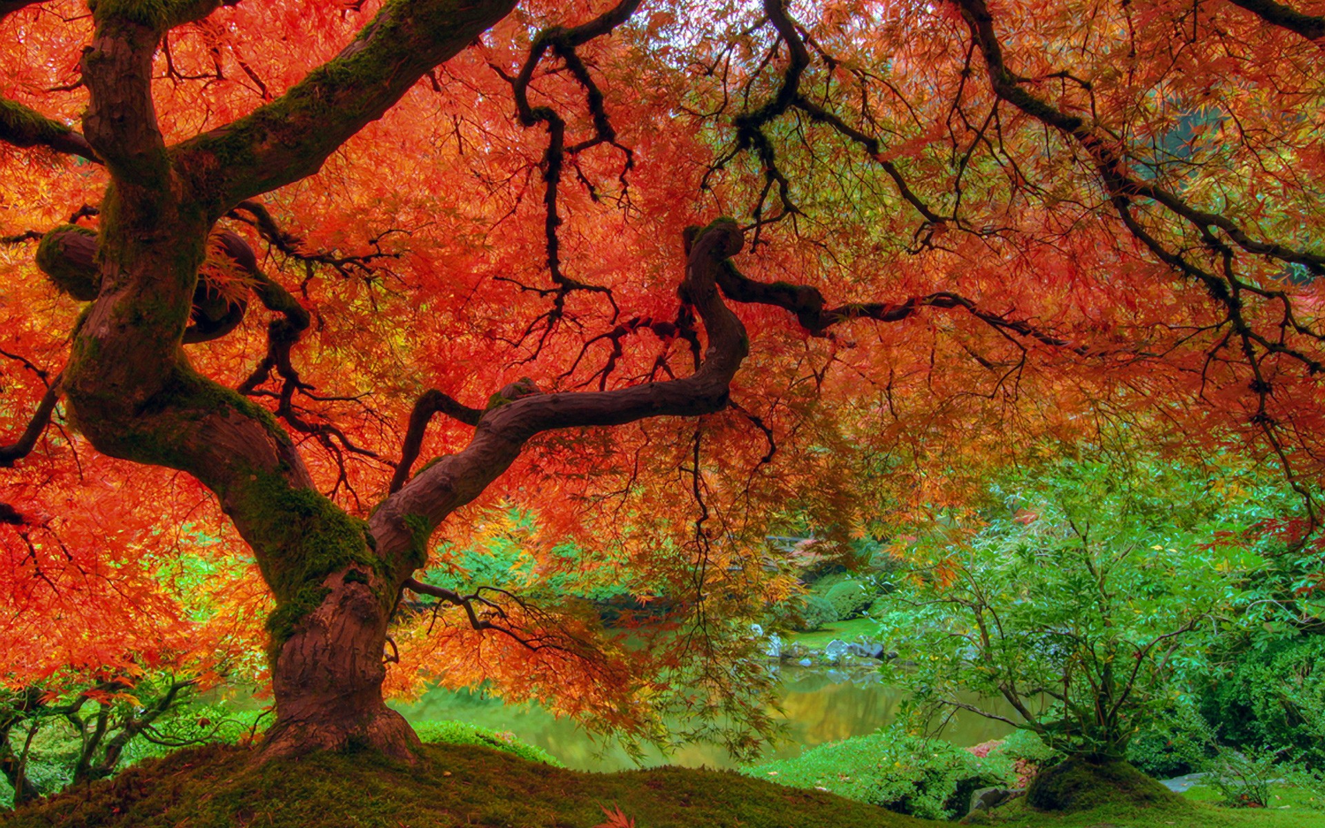 hd wall 2086 - Free High Quality Nature Wallpapers