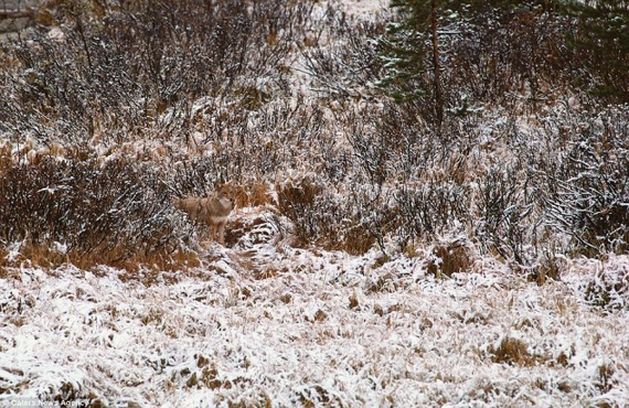 Photos For Hidden Animals That You Can't Spot - Creatives Wall