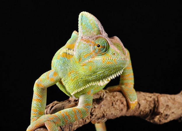 Collection of Chameleon Photographs