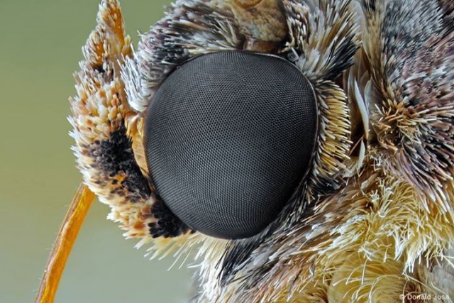 Moth