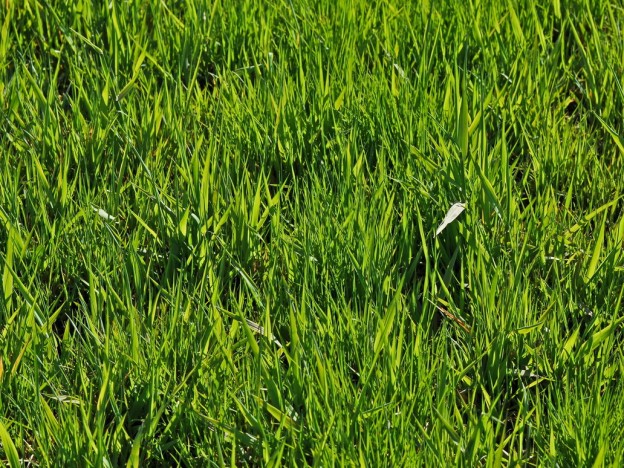 65+ Free High Resolution Grass Textures