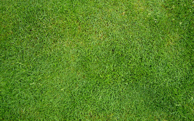 Grass Texture Seamless High Resolution 