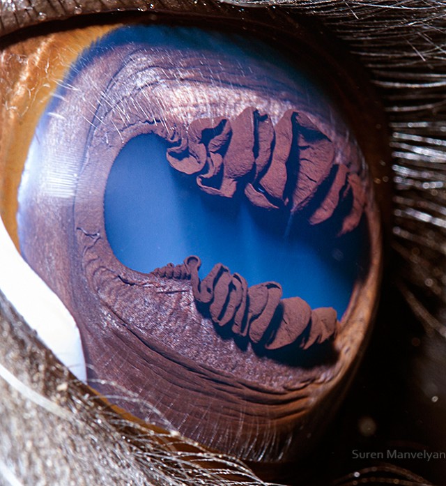 535 e1402420244806 - Macro Photography Of Animal Eyes - Suren Manvelyan