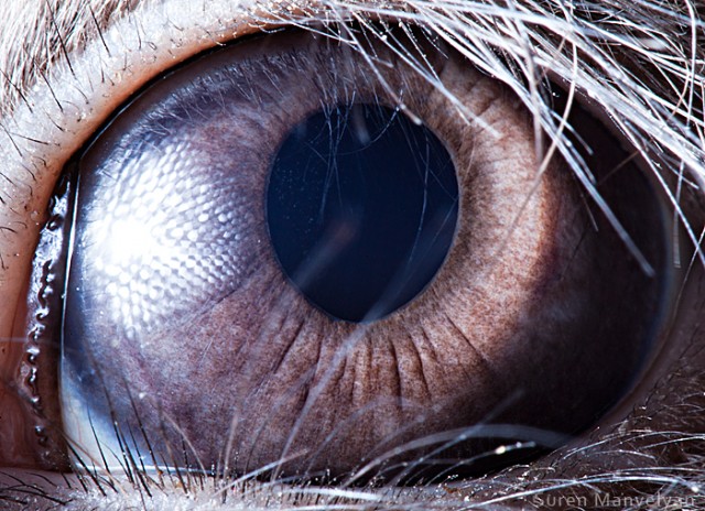 560 e1402420387642 - Macro Photography Of Animal Eyes - Suren Manvelyan