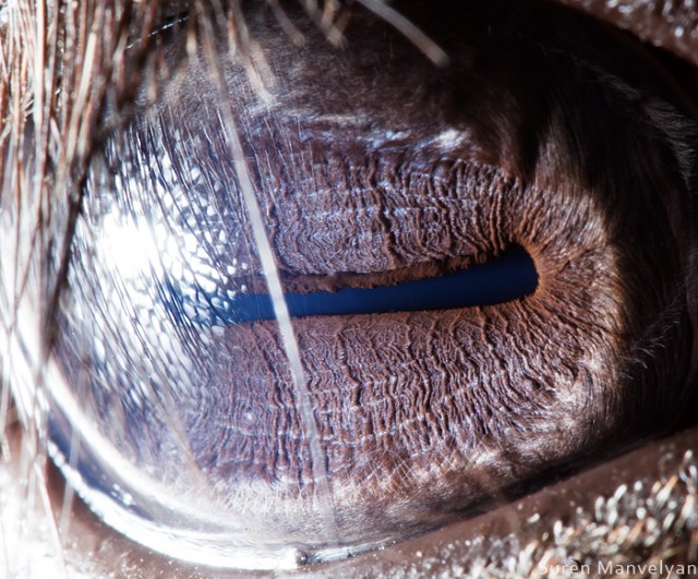 561 e1402420320415 - Macro Photography Of Animal Eyes - Suren Manvelyan