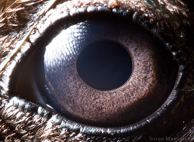 562 e1402421036307 - Macro Photography Of Animal Eyes - Suren Manvelyan