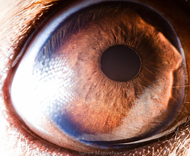 563 e1402421110811 - Macro Photography Of Animal Eyes - Suren Manvelyan