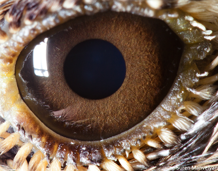 Macro Photography Of Animal Eyes – Suren Manvelyan