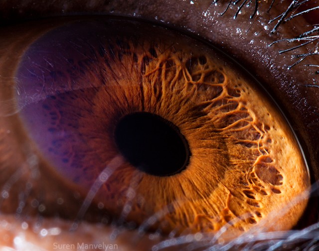 62 e1402417040887 - Macro Photography Of Animal Eyes - Suren Manvelyan