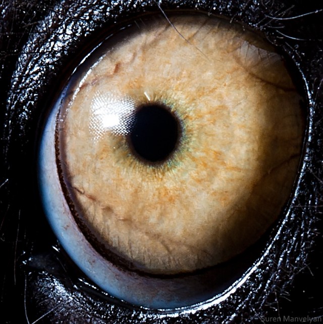 63 e1402417159765 - Macro Photography Of Animal Eyes - Suren Manvelyan