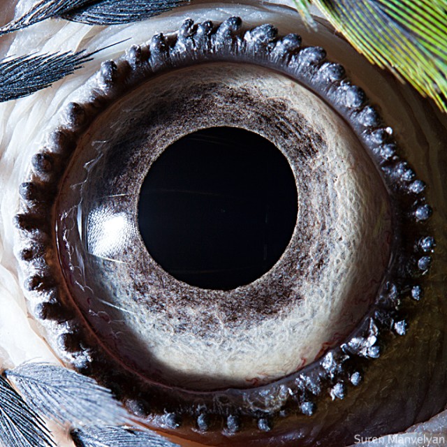64 e1402417238839 - Macro Photography Of Animal Eyes - Suren Manvelyan