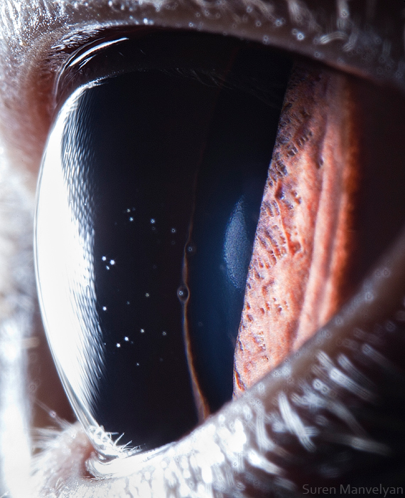 65 - Macro Photography Of Animal Eyes - Suren Manvelyan