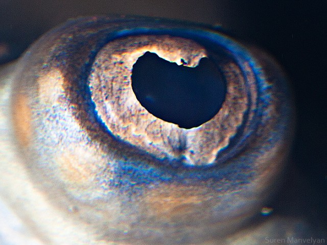 66 e1402417466961 - Macro Photography Of Animal Eyes - Suren Manvelyan