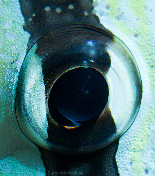 68 - Macro Photography Of Animal Eyes - Suren Manvelyan