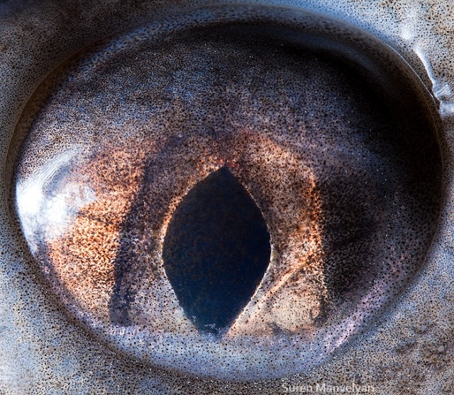 69 e1402417745908 - Macro Photography Of Animal Eyes - Suren Manvelyan