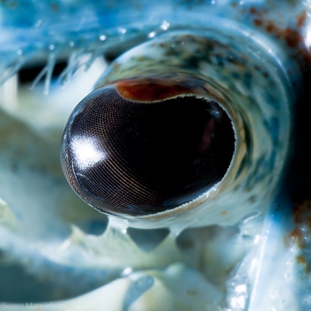 70 e1402417828714 - Macro Photography Of Animal Eyes - Suren Manvelyan