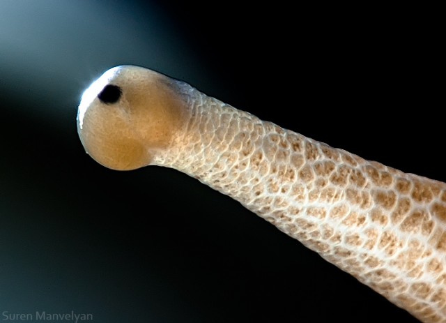 72 e1402417909542 - Macro Photography Of Animal Eyes - Suren Manvelyan