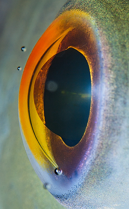 73 - Macro Photography Of Animal Eyes - Suren Manvelyan