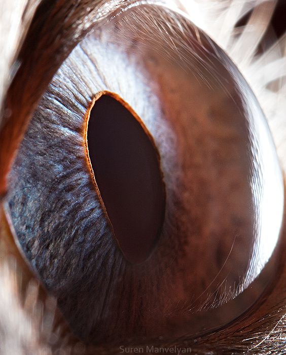 74 - Macro Photography Of Animal Eyes - Suren Manvelyan