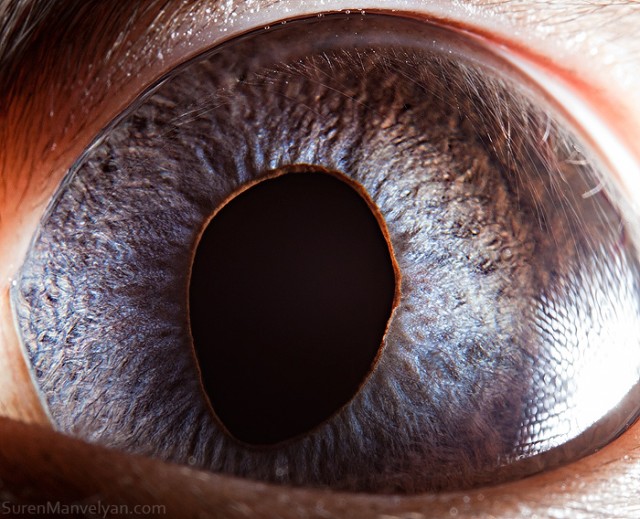 76 e1402418247849 - Macro Photography Of Animal Eyes - Suren Manvelyan