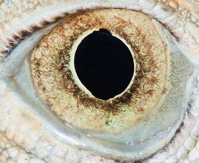 77 e1402418337669 - Macro Photography Of Animal Eyes - Suren Manvelyan