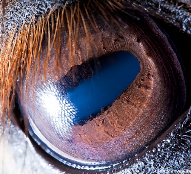 78 e1402418950186 - Macro Photography Of Animal Eyes - Suren Manvelyan