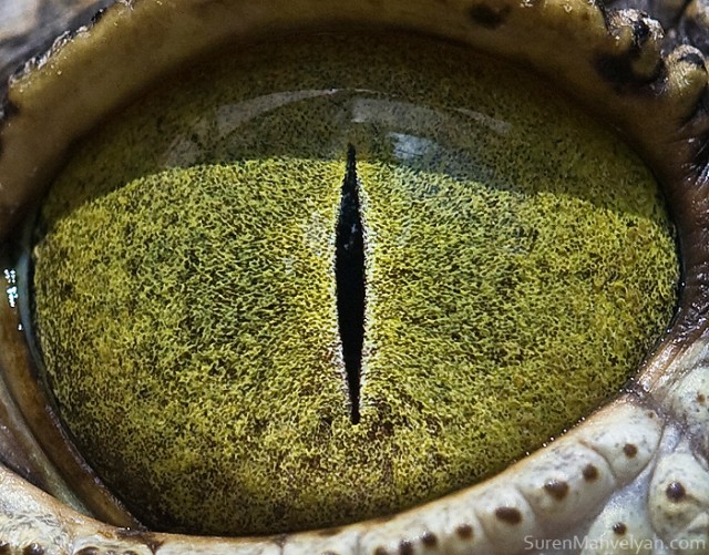 82 e1402419887293 - Macro Photography Of Animal Eyes - Suren Manvelyan