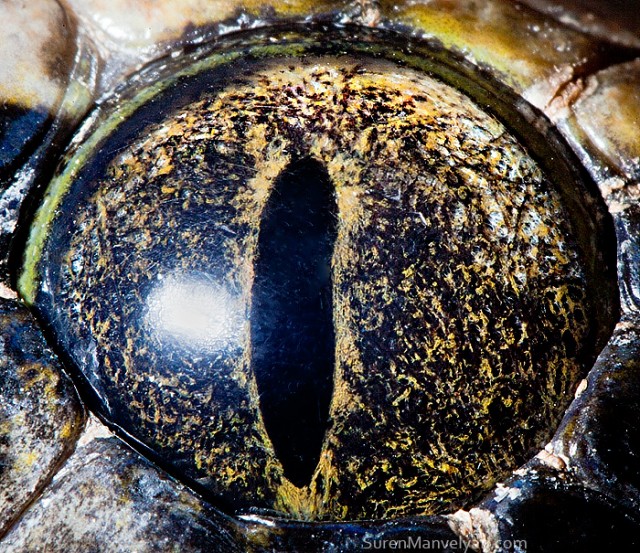 83 e1402419984373 - Macro Photography Of Animal Eyes - Suren Manvelyan