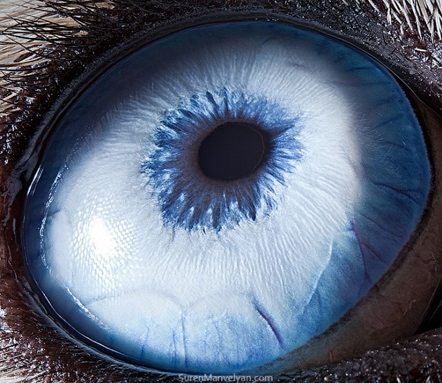84 e1402420087618 - Macro Photography Of Animal Eyes - Suren Manvelyan