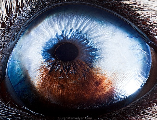 85 e1402420169432 - Macro Photography Of Animal Eyes - Suren Manvelyan